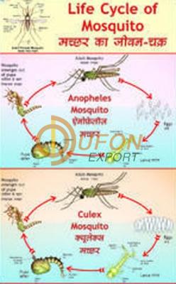 Life History of Mosquito Chart