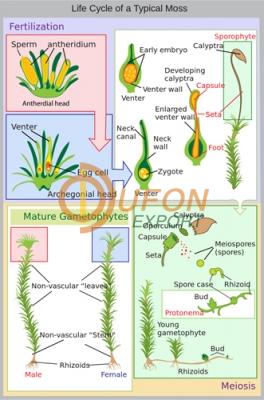 Life Cycle of Moss Chart