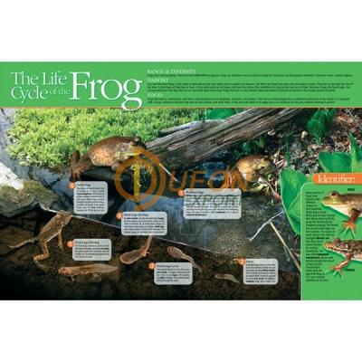 Life cycle of a Frog Poster