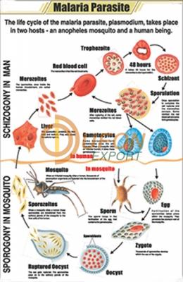 Malaria Parasite Chart