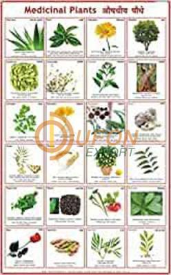 Medicinal plants - I