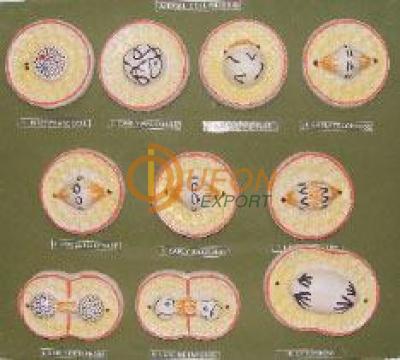 Meiosis Model