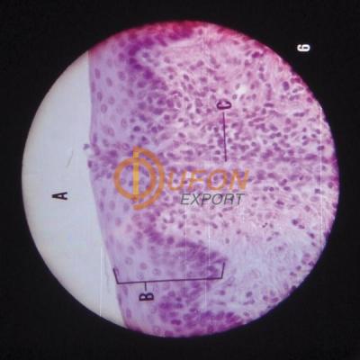 Microslide Animal Tissue Epithelium & Cartilage