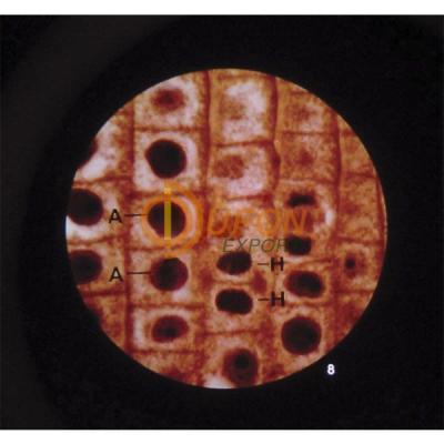 Microslide Plant Mitosis