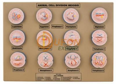 Model Animal Meiosis