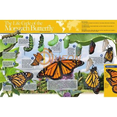 Monarch Butterfly Life Cycle Poster