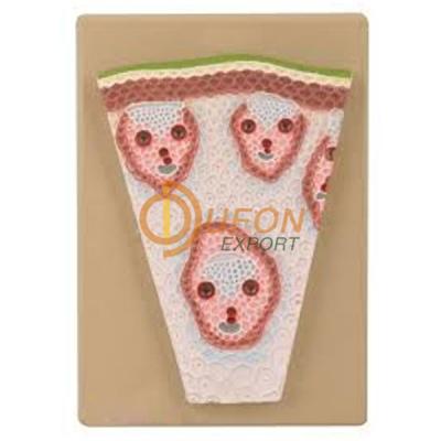 Monocot Stem T.S. Model