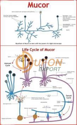 Mucor Chart