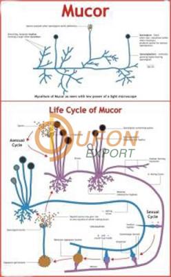 Mucor Chart