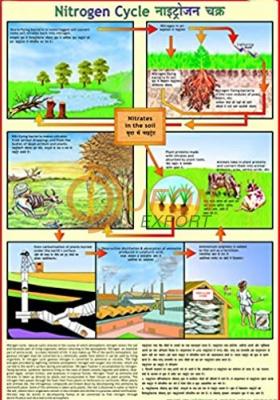 Nitrogen Cycle