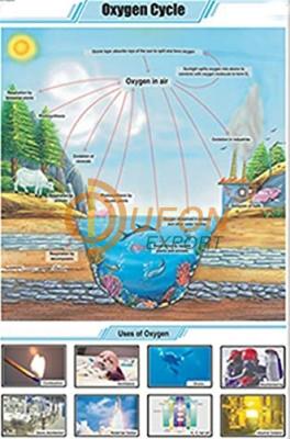 Oxygen Cycle