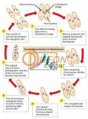 Paramoecium Chart