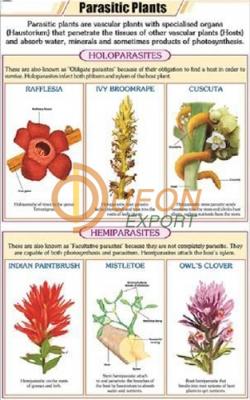 Parasitic Plants Chart