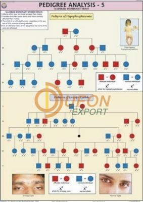 Pedigree Analysis - 5