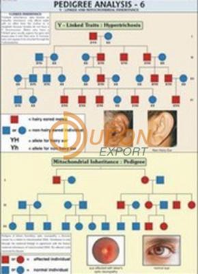 Pedigree Analysis - 6