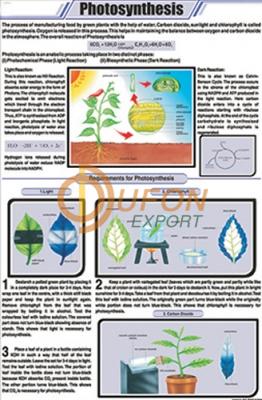 Photosynthesis Chart