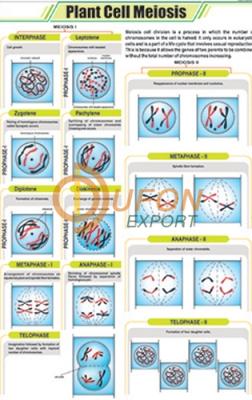 Plant Cell Meiosis Chart