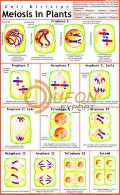 Plant Cell Mitosis Chart