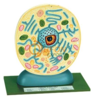 Plant Cell Model