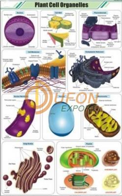 Plant Cell Organelles Chart