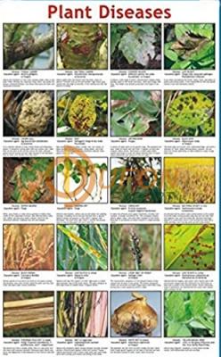 Plant Diseases Chart