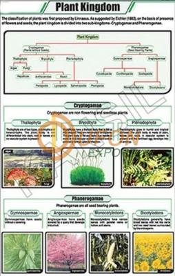 Plant Kingdom Chart