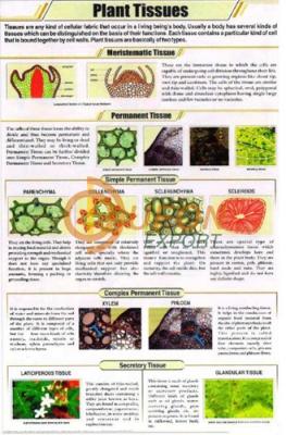 Plant Tissues Chart