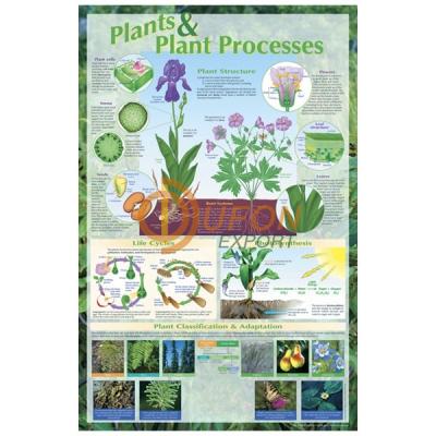 Plants and Plant Processes Poster