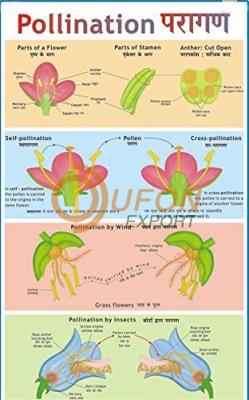 Pollination Chart