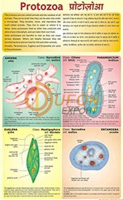 Protozoa Chart