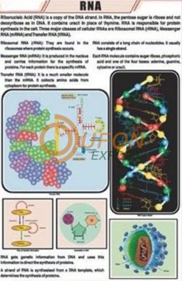 RNA