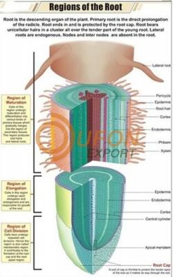 Regions of Root Chart