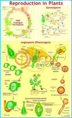 Reproduction in Plants Chart