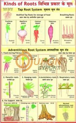 Root Modifications Chart