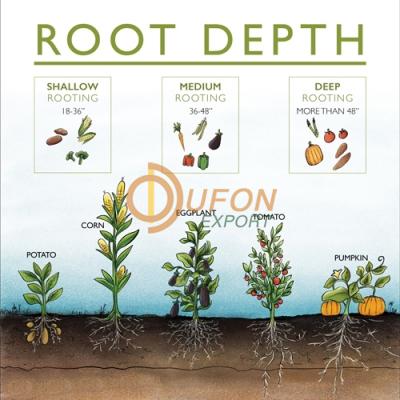 Root System Chart
