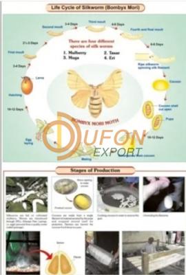 Sericulture (L. H. Silkworm)