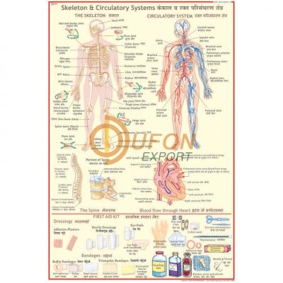 Skeleton and Circulatory System Chart