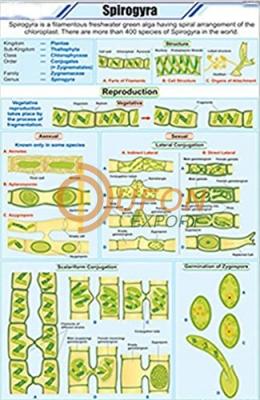 Spirogyra Chart