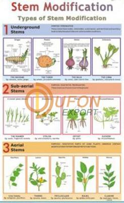 Stem Modification Chart