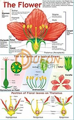 Structure of Flower Chart