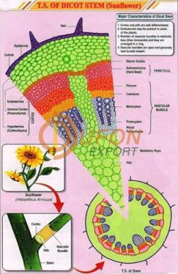 T.S. Dicot Stem Chart