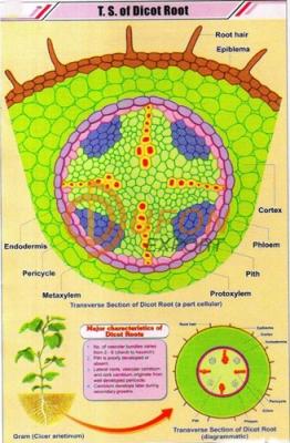 T.S. Root - Monocot Chart