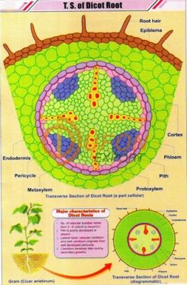 T.S. of Dicot Root Chart