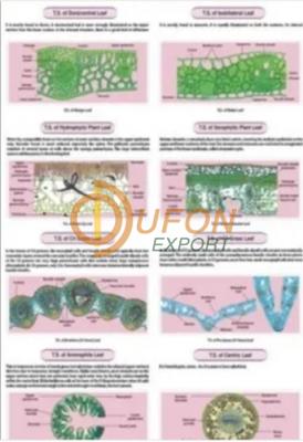 T.S Leaf - Monocot Chart