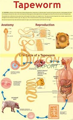 Tapeworm Chart