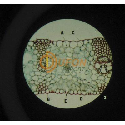 The Cell Structure Microslide