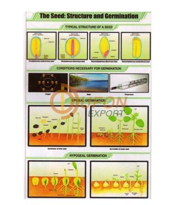 The Seed: Structure and Germination Chart