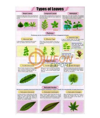 Types of Leaves Chart