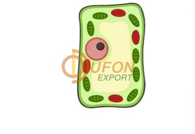 Typical Plant Cell Chart