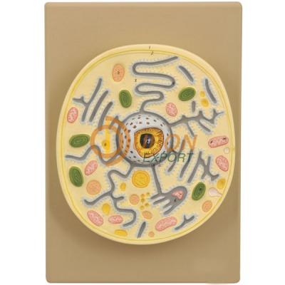 Typical Plant Cell on Plastic Base Model
